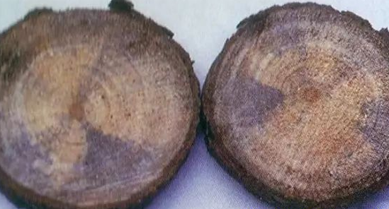  警惕！木材原材料將進入藍變高峰期